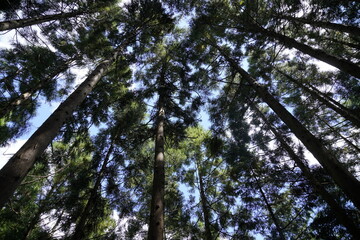 Fototapeta premium forest evening