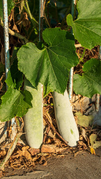 Organic or homegrown zucchini. Known as opo squash, bottle gourd, calabash. The fruits are fully grown with the support of fast grown chemicals, nutritions and fertilizers. An exotic, native to Africa