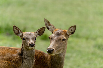 Alttier mit Kalb (Rotwild)
