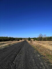 Road in a coniferous forest, gently blue sky and dry grass along the side
