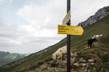 Wegweiser bei Wanderung Richtung Schrecksee und Landsberger Hütte