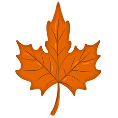 Orange maple leaves in autumn