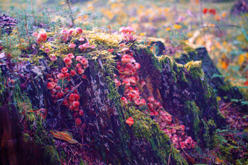 WIld fungi mushroom at a free stump in fall nature in the czech republic
