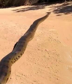 Grande cobra sucuri do Brasil.