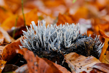 candlestick fungus grows on a tree stump between golden yellow beech leaves