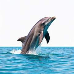 Naklejka premium dolphin jumping out of water