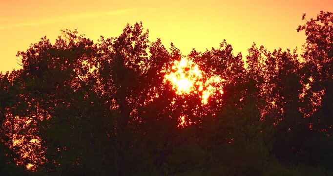 Beautiful orange coloured golden hour sunset with trees swaing in the wind