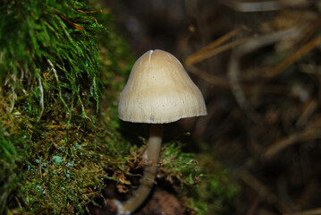 Fototapeta premium lonely inedible mushroom with a light cap in a dark autumn forest