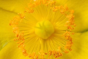 St Johns Wort Extreme Close Up of Stamen Shallow Depth of Field