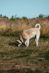 dog in the field