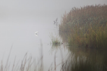 Egret in Marsh