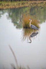 Heron Reflection in Pond