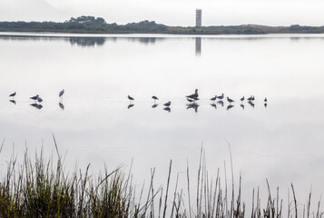 Birds in Water by Rehoboth Beach