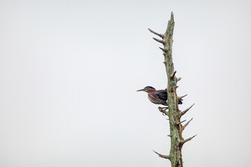 Green Heron on Dead Tree