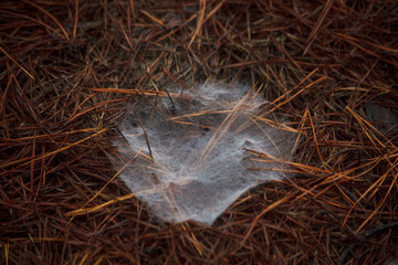 Ground Web