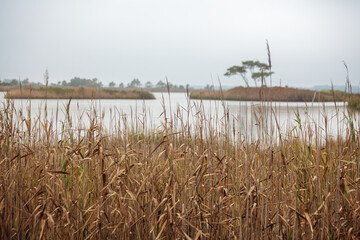 Islands in Gordons Pond