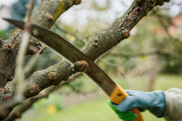 Removal and sawing of affected area on the branch with Apple tree canker. Treatment of diseased...