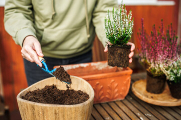 Putting soil or compost into flower pot by shovel. Woman planting heather flowers. Gardening at...