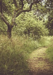 Mown path through an ancient apple orchard with greenery trees