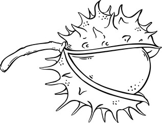 Chestnut Nut Outline Illustration