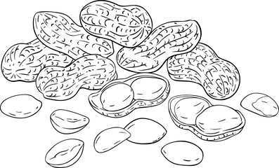 Peanut Colored Detailed Illustration