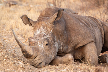 Obraz premium white rhino in the wild with scared up face showing its big horn while lying down