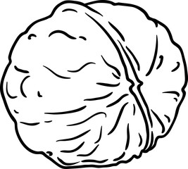 Walnut Outline Illustration. Organic natural nutritional healthy food ingredient, vegetarian diet product. 