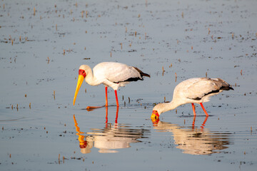 birds drinking in south africa in madikwe game reserve