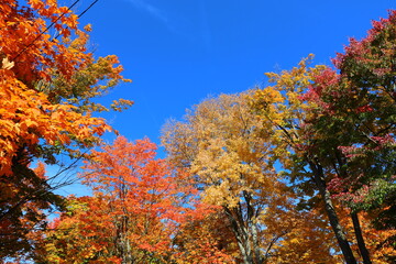 autumn tree in the park