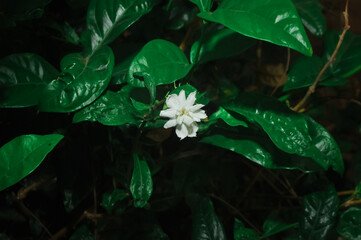 Beautiful Single White Colour Beautiful Jasmine Flower Glowing at Night