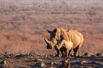 Obraz premium rhino mother with calf in the wild in south africa madikwe game reserve
