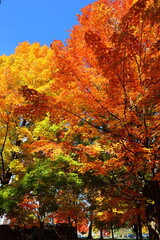 autumn in the forest