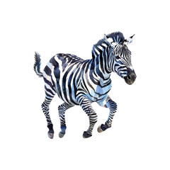 zebra running in a race vector illustartion in watercolor style