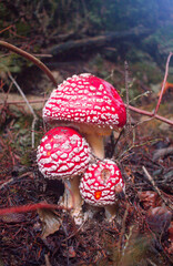 Amanita muscaria or fly agaric is a red and white spotted poisonous Toadstool Mushroom growing in the undergrowth of a forest in the Czech republic.