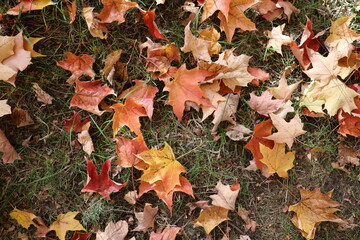 autumn leaves background