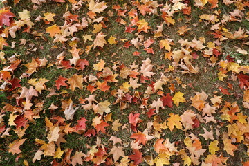 autumn leaves on the ground