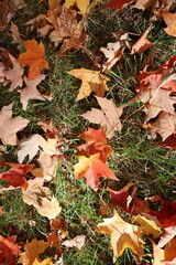 autumn leaves background