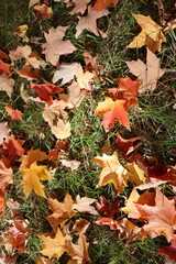 autumn leaves on the ground