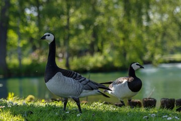 Barnacle gooses standing on grass with a blurred background