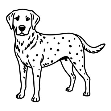 recommend clip art: Hand drawn Dalmatian Dog Illustration Vector Sketch of Spotted Canine