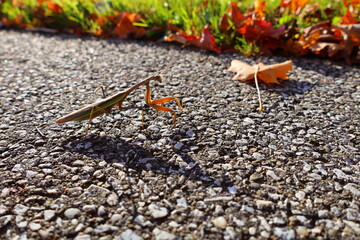 Praying Mantis on the hiking path