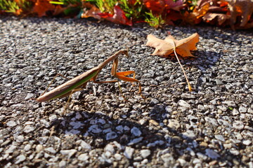 Praying Mantis in the park