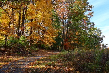 autumn trees in the park