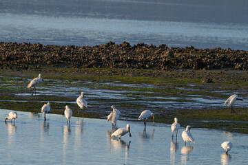 Eurasian Spoonbill, Platalea leucorodia