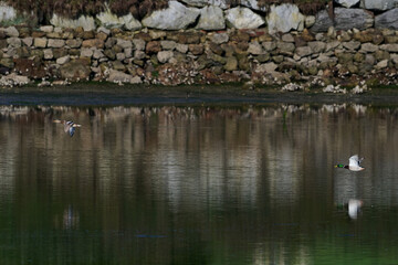 Mallard, Anas platyrhynchos in flight over the Victoria and Joyel marshes