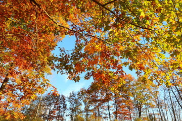 autumn leaves in the sun