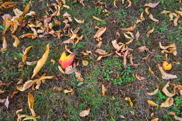 autumn leaves background