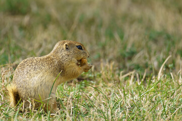 Portrait of a european Ground Squirrel also known as 