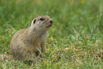Portrait of a european Ground Squirrel also known as 