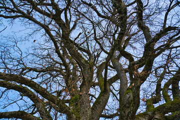 Leafless branches of a tree in autumn against the blue sky.